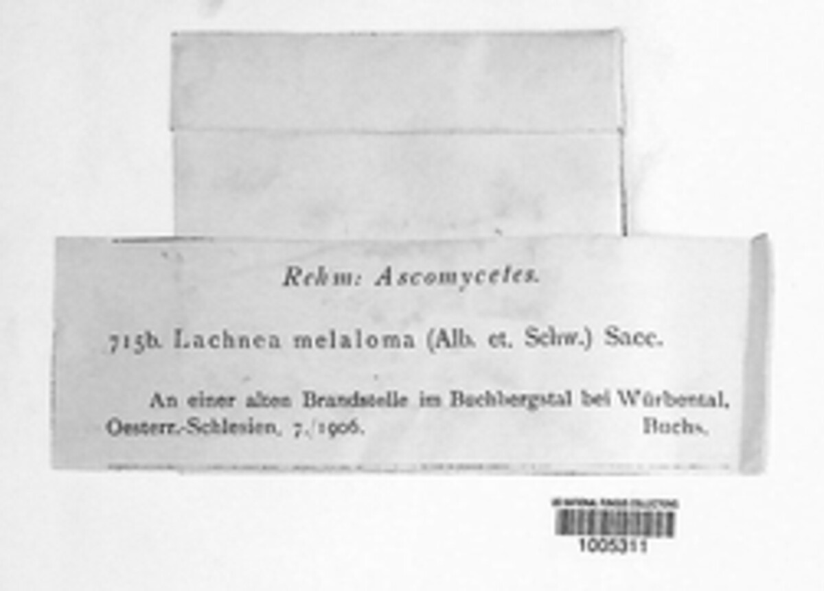 Anthracobia melaloma image